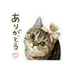 *kaori*_20260518124833