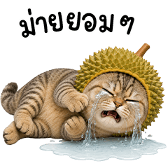 แมวสลิดหัวทุเรียน