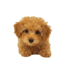 mugi_20260518164732