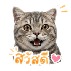 Teenoi cute cat v2.1