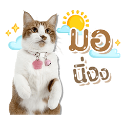 Som O MeowMeow