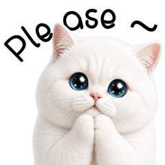 ขาวนวล แมวน้อยน่ารัก ตาหวาน