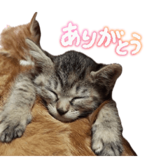 nyanstaup