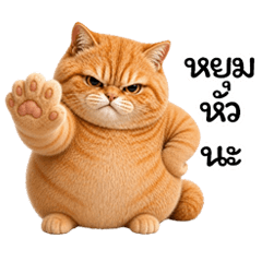 Orange fish, a cute, chubby orange cat