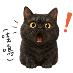 豬餅小黑貓可愛又迷人