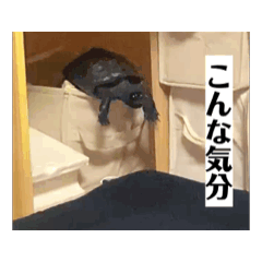 suzu_20260524040653