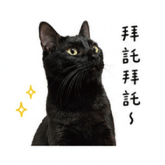 咪咪哈囉在台灣