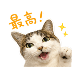 KAORINGO_20260518204738