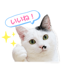 MINMI_20260518222117