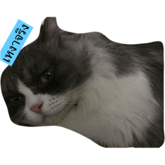IRIS..MEAW