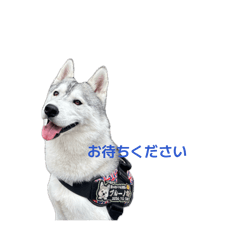 bruno_20260518211750