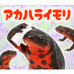 働く！アカハライモリくん