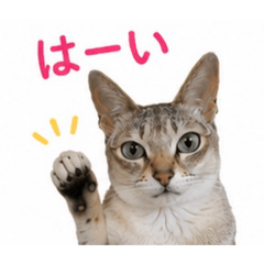 Rin_20260519002605