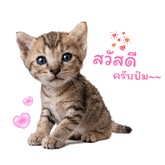 Chao_20260428184418