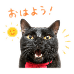 Makorin_20260518212930
