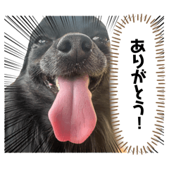 Oreo_20260519060925