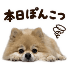 Hachi_20260519074921