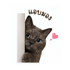 Love me Love my cat_20260428184539