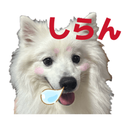KUMA_20260518220744