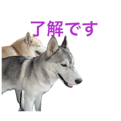 bruno_20260519091149