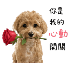 財ㄟ風格土味情話系列