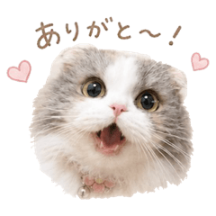 UTAYUMA_20260519024531