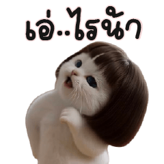 เหมียวขาวผมบ๊อบ!!!!!!!!