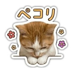 utamarupi_20260519101410