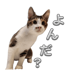 sakuranbo_20260519102838
