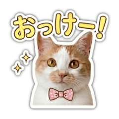 utamarupi_20260519102254