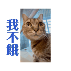 Vibin' with Piggy Cat & Jing-Jing Cat:0