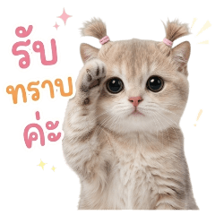 Butter Pigtail Cat : Roger That