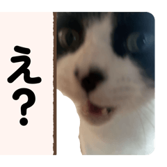 Ku chan stamp