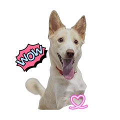 Bruno_20260509222239