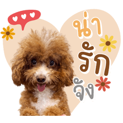 Brownie So Cute!