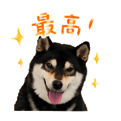 yamabuki_20260519125301