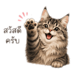 Udon Maine Coon