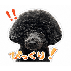 toshi rin_20260519164234