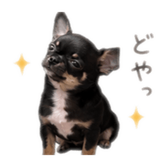 chiwawa0314