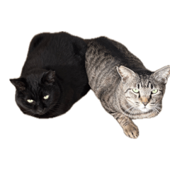 保護猫:黒猫&キジトラ