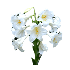 お花の画像スタンプです