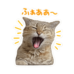 Cat_face_R