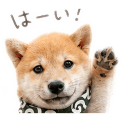 mochi_20260518170506