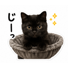 mayu_20260518174001
