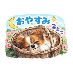 papillon Claire