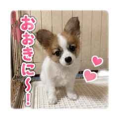 uyuchan_20260519132701