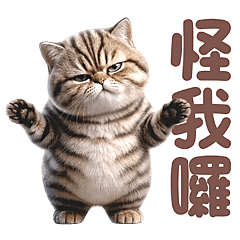 喵喵總動員 - 虎斑貓動起來 (全螢幕)
