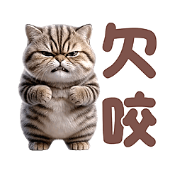喵喵總動員 - 虎斑貓動起來
