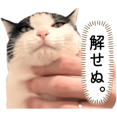 MONA_20260519121848