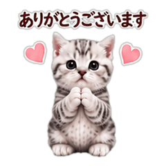 [Polite] Fluffy Silky Animals | Cat 3